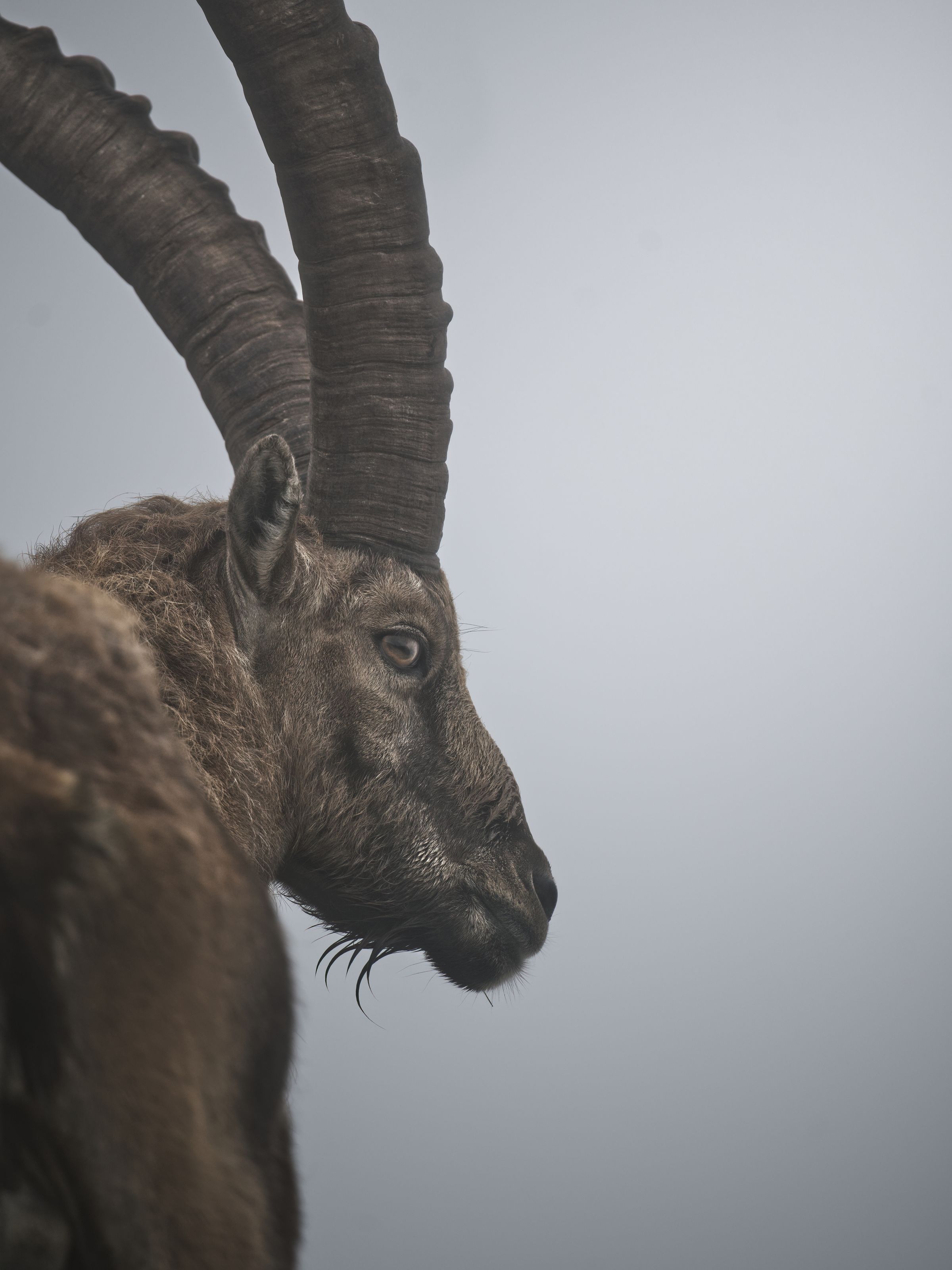 Steinbock-Portrait