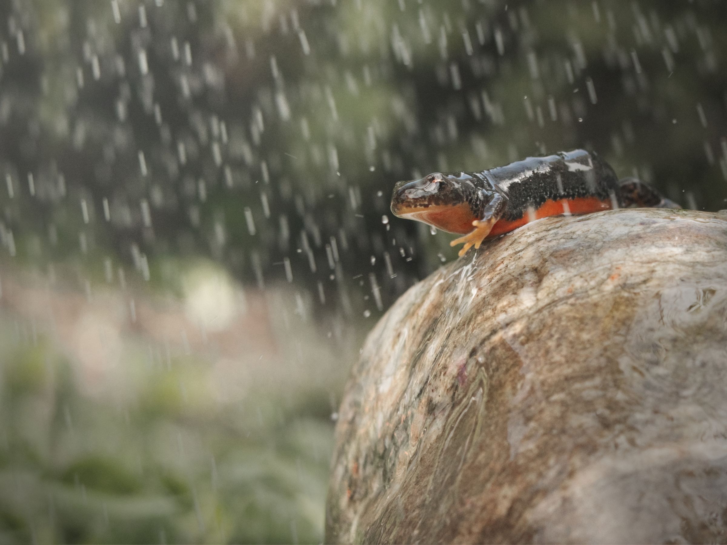 praise in the rain