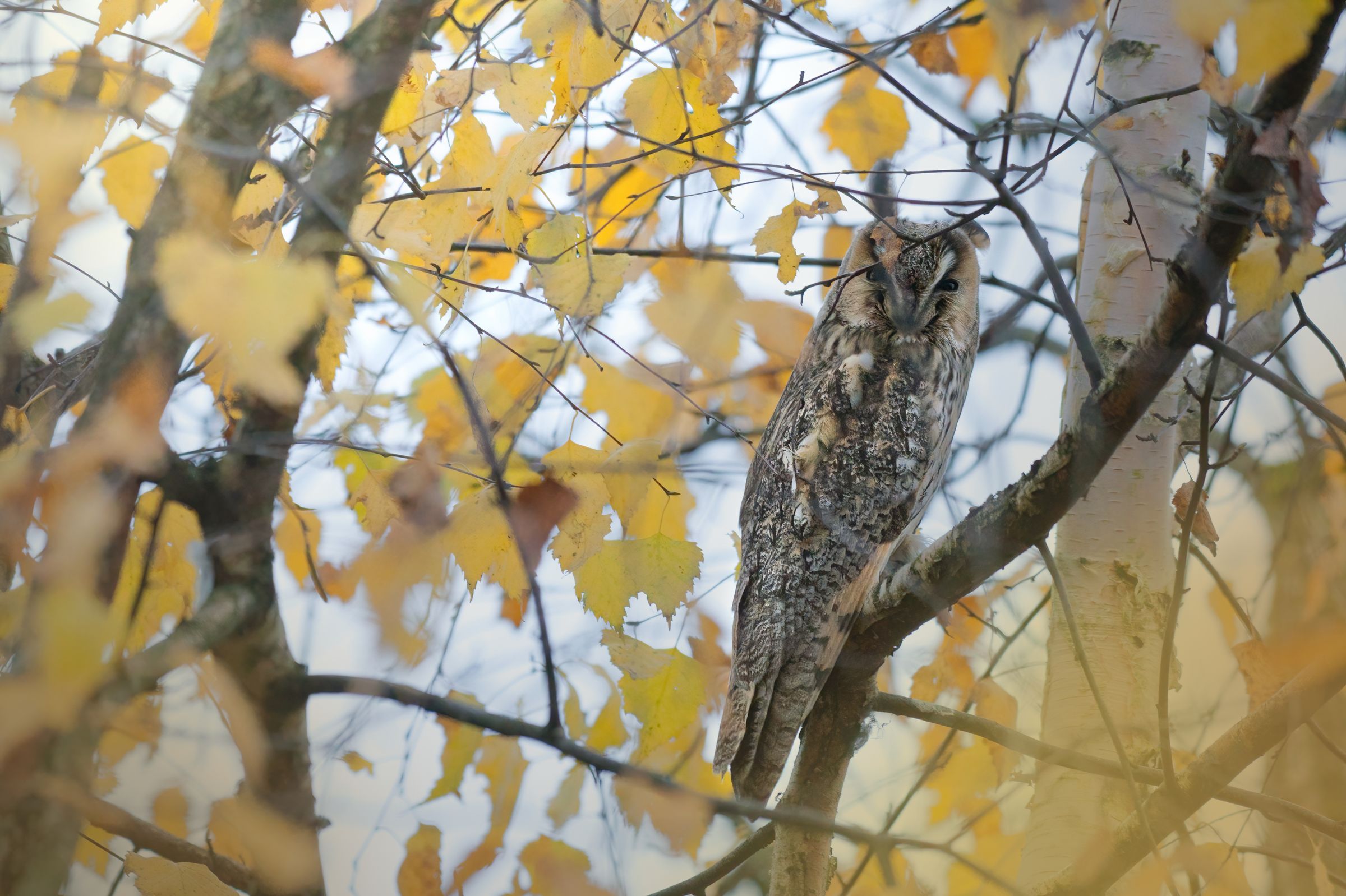 Eule in Herbstfarben