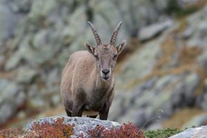 Steinbock