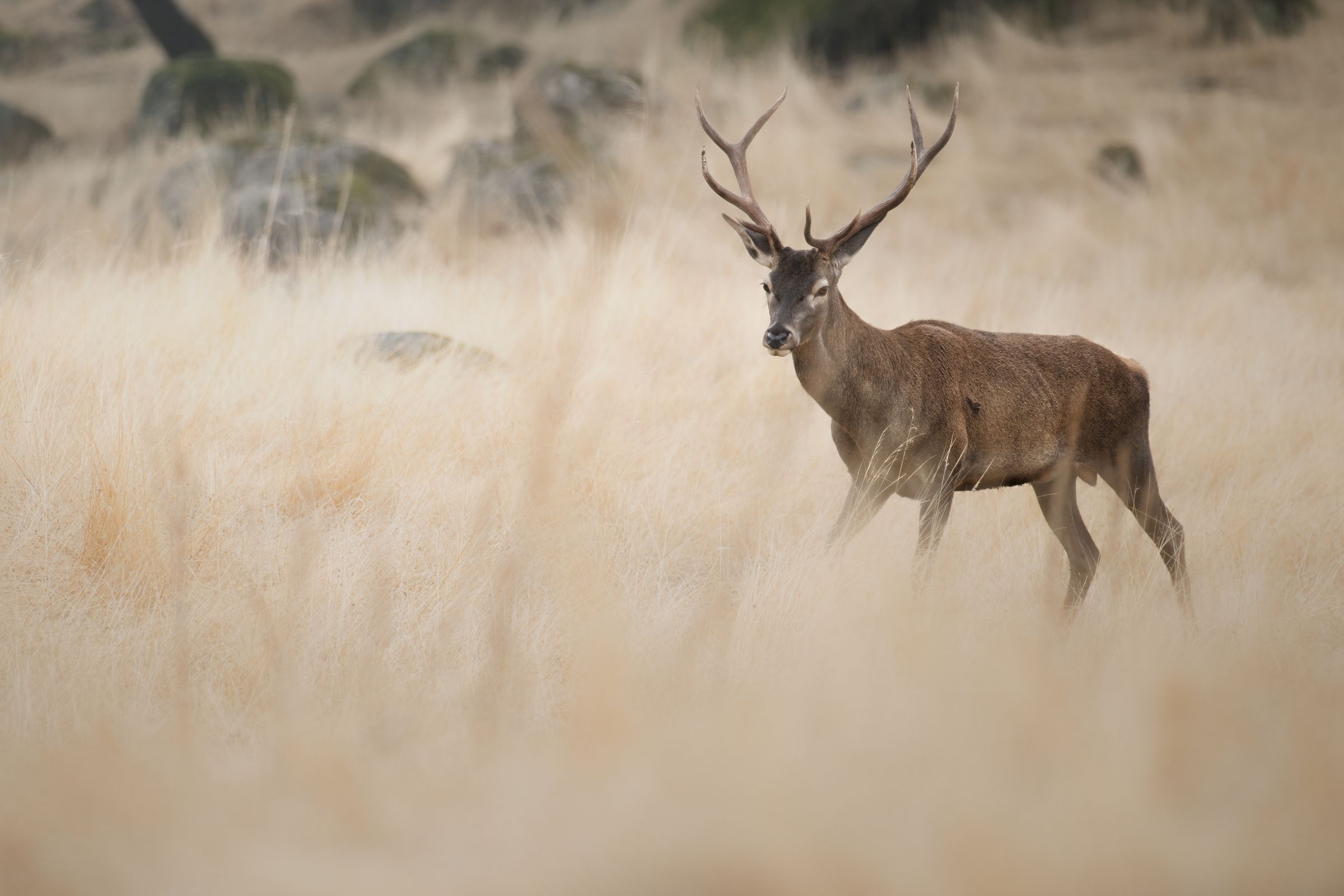 Rothisch im hohen Gras