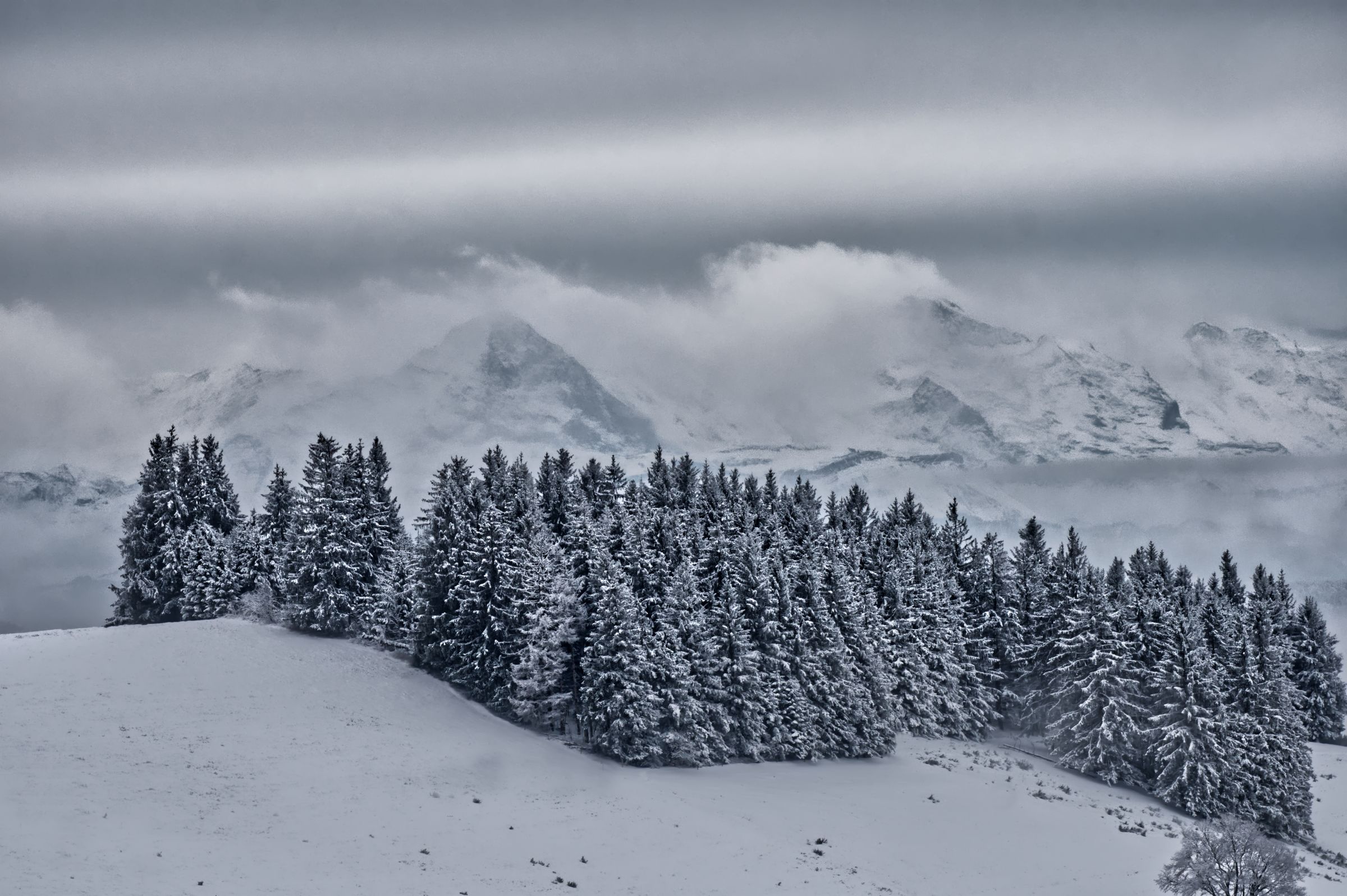 verschneite Riesen