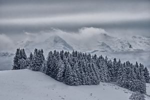 verschneite Riesen