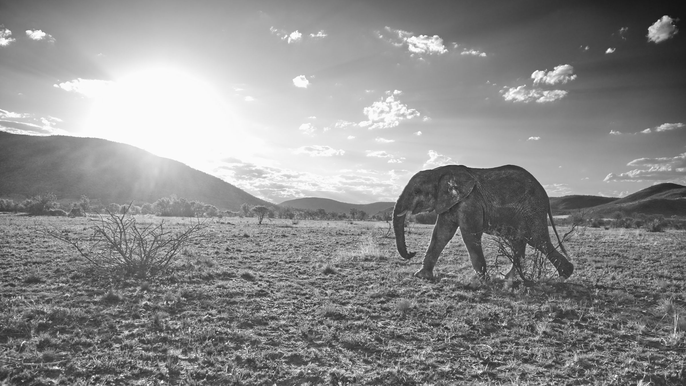 Elefant bei Sonnenuntergang