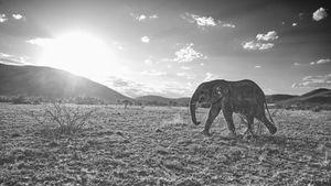 Elefant bei Sonnenuntergang