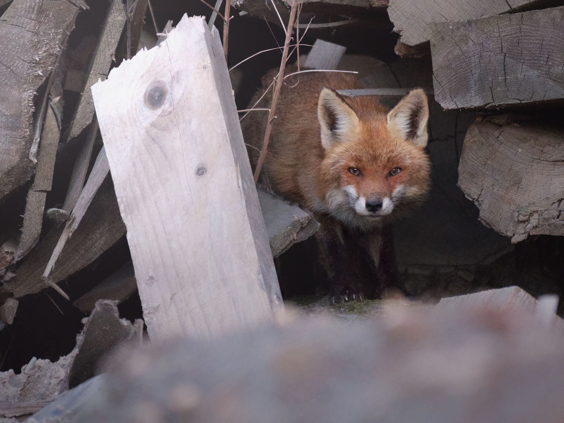 Sägerei-Fuchs