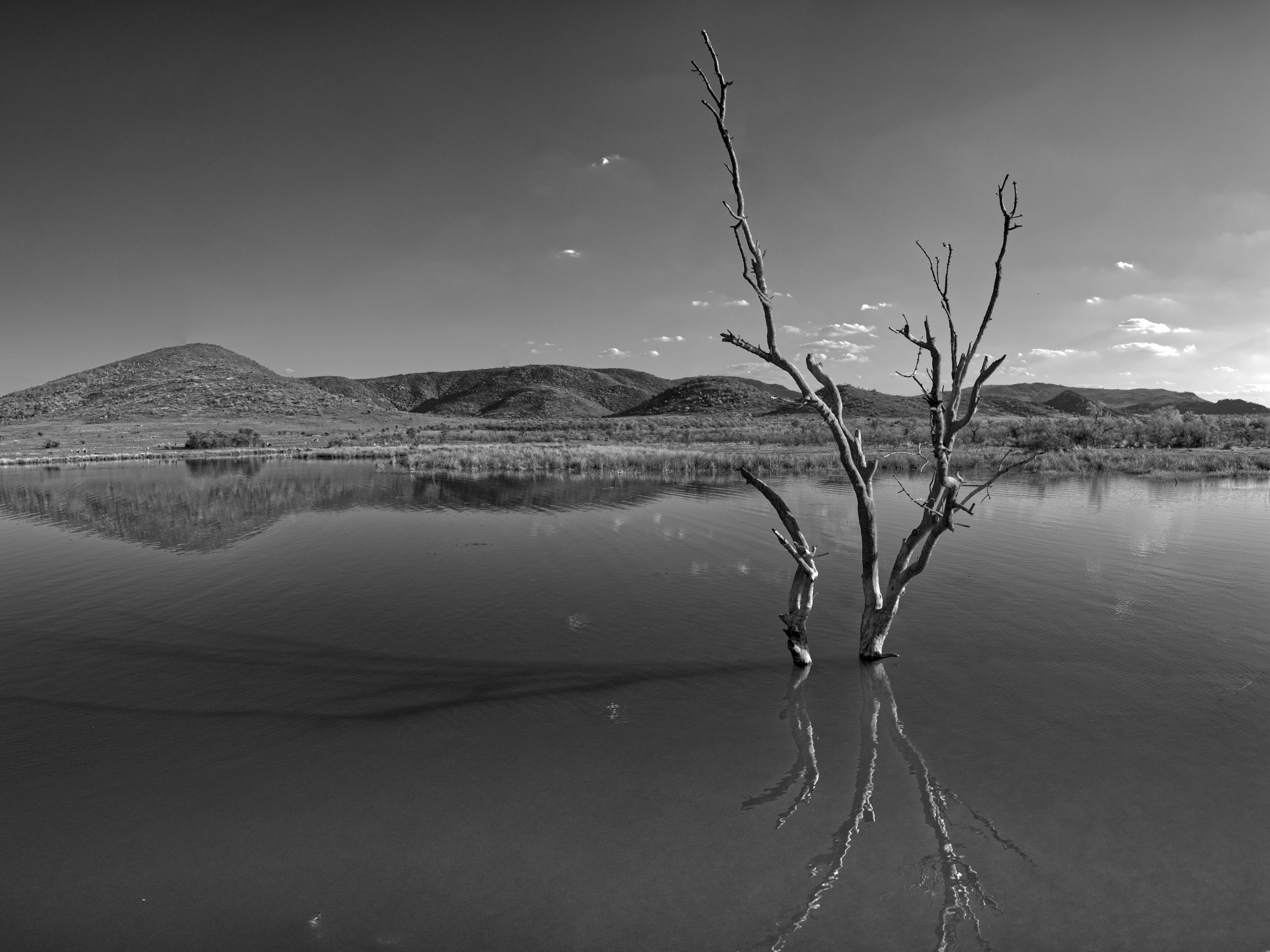 Baum im See