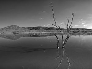 Baum im See