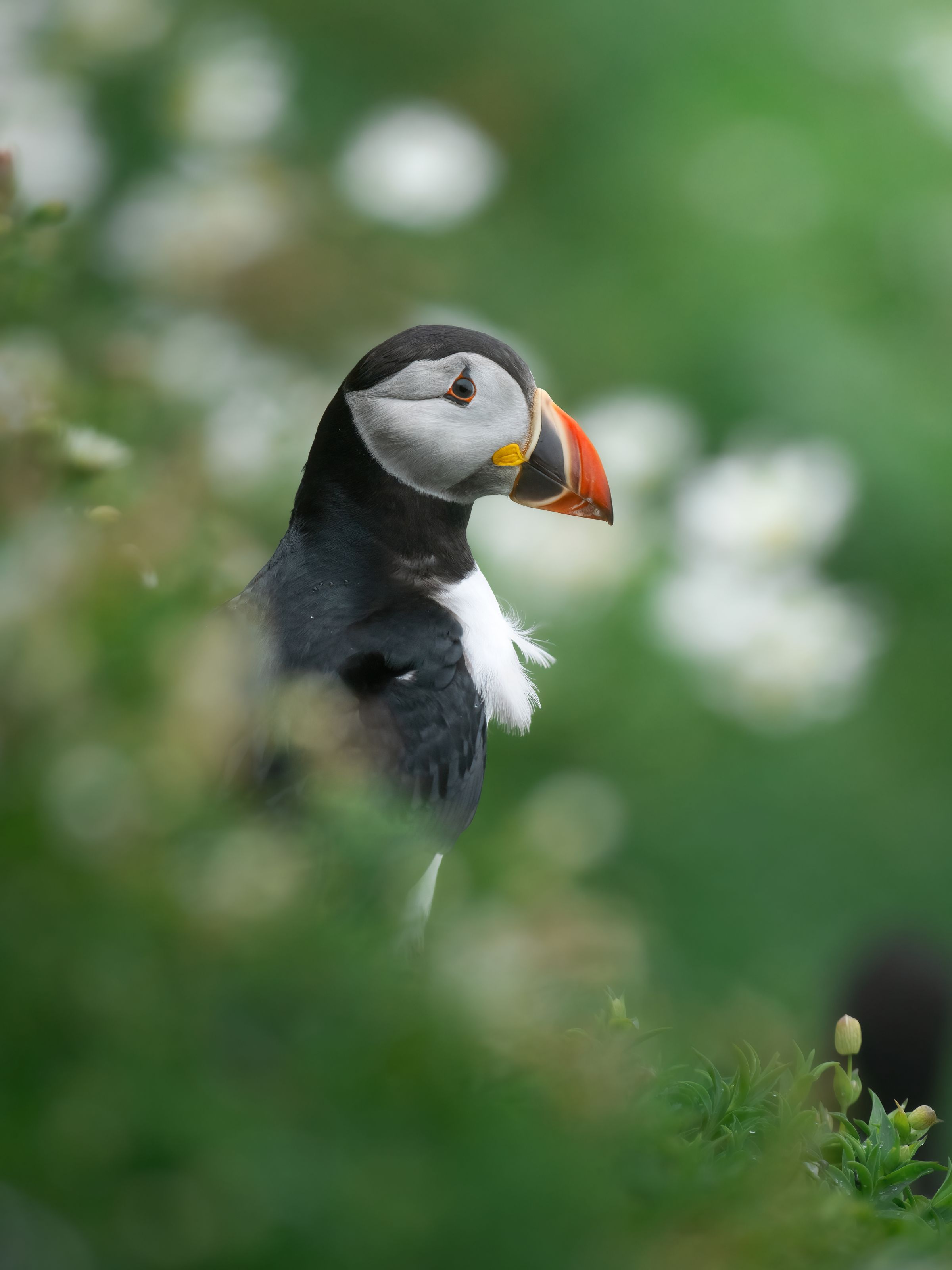 Papageientaucher Portrait