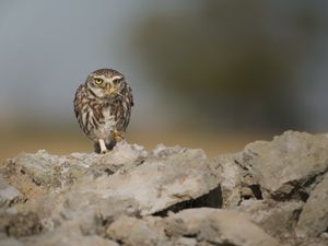 Steinkauz und der Grasshüpfer