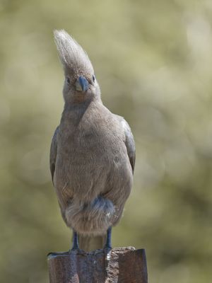 Corythaixoides concolor