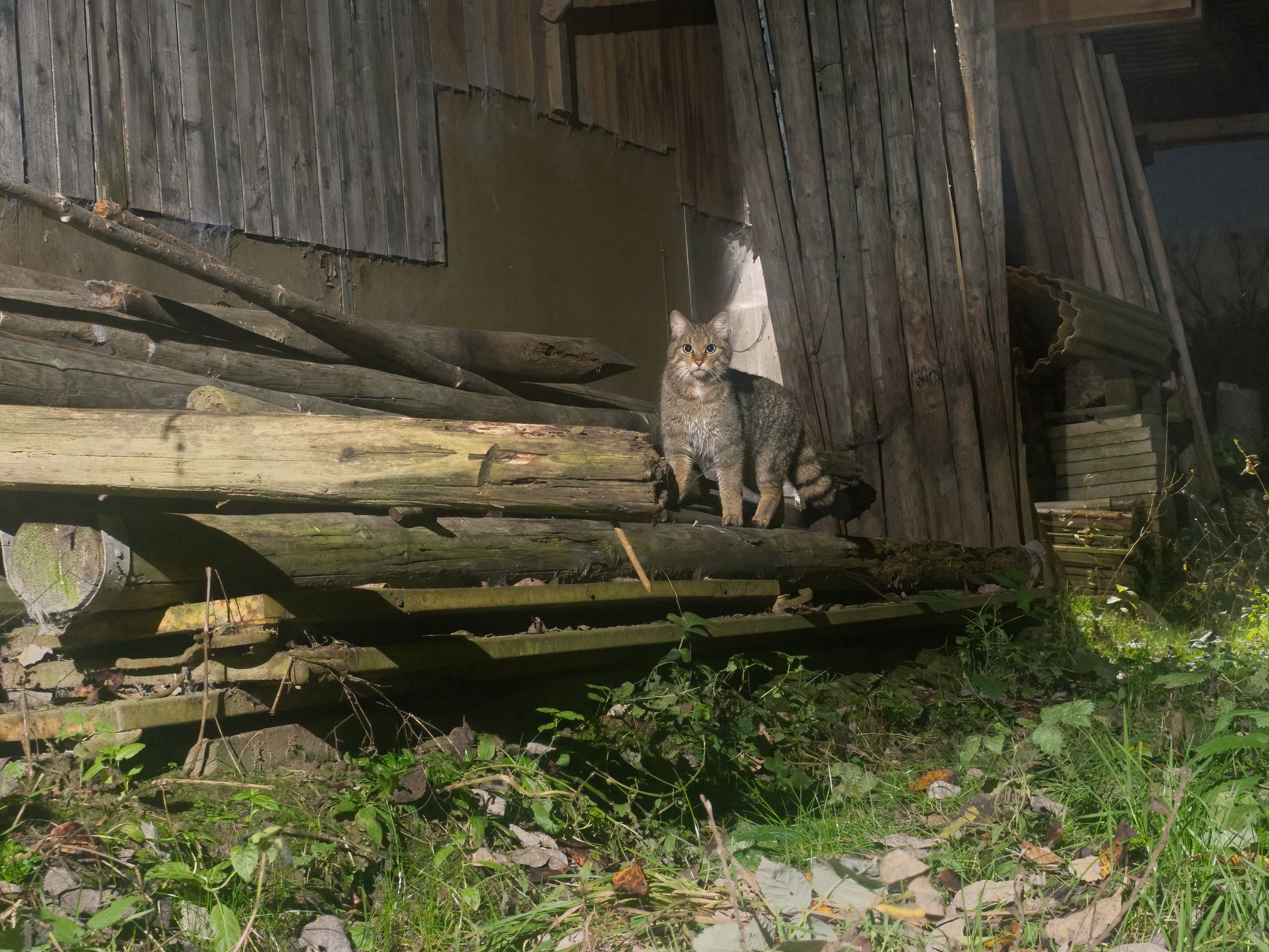 Europäische Wildkatze