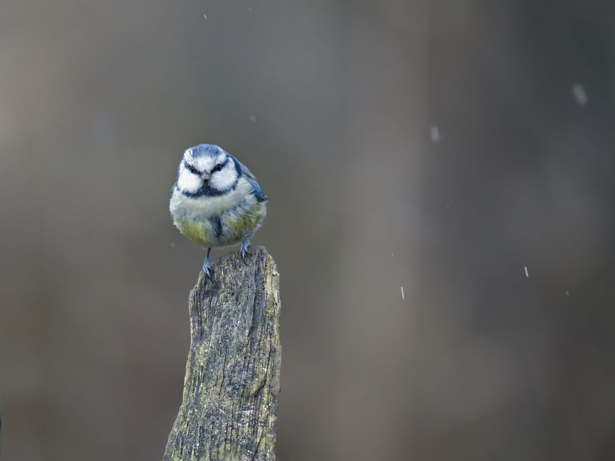 Blaumeise im Schneefall