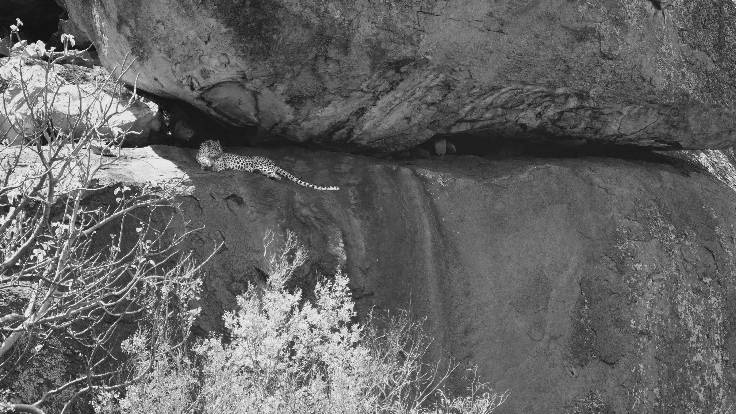 Leopard auf einem Felsen