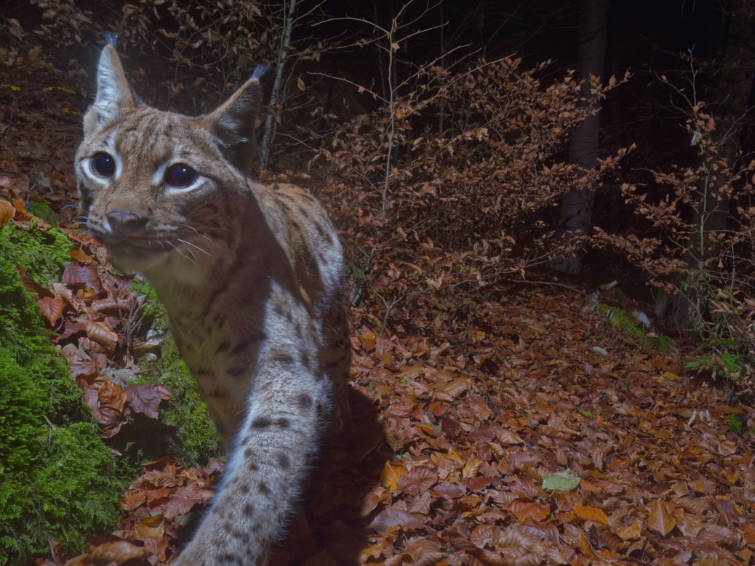 Der Luchs