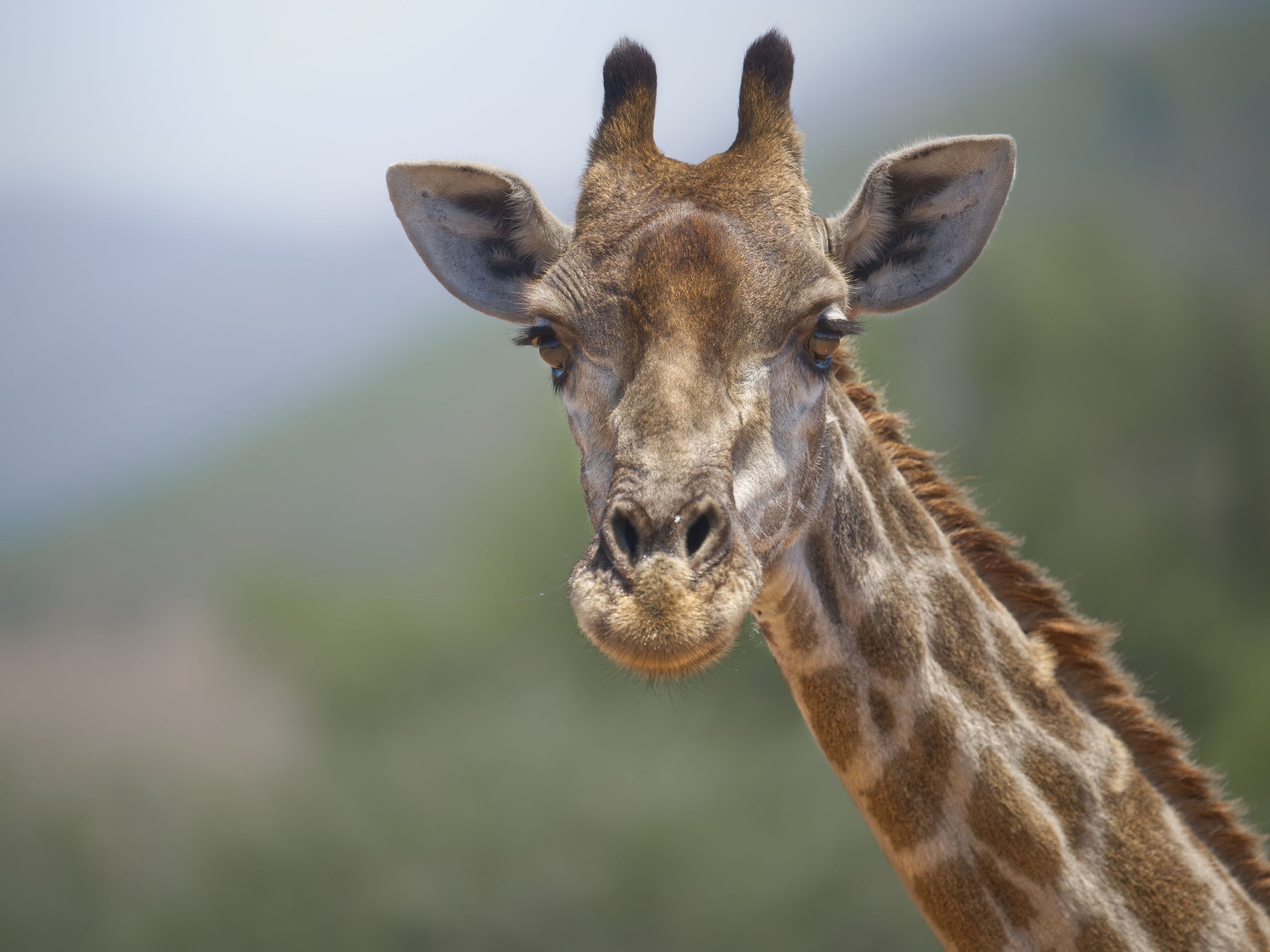 Girrafenportrait